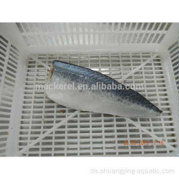 Chinesische Exportgefrorene Fisch-Makrelen-Makrelen-Frozen-Filets